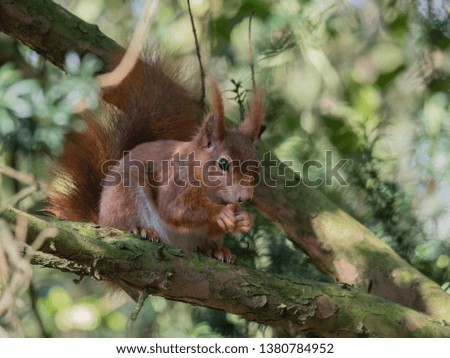 brown squirrel sitting in a tree while eating a nut, Sciurus vulgaris
