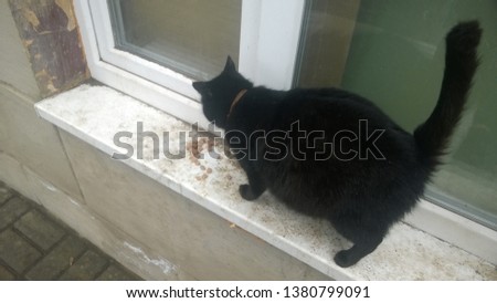 Texture, wallpaper, image, background of a black urban cat on a dirty white window sill near a plastic window during repair work on the street in the middle of the day in spring, autumn, summer.