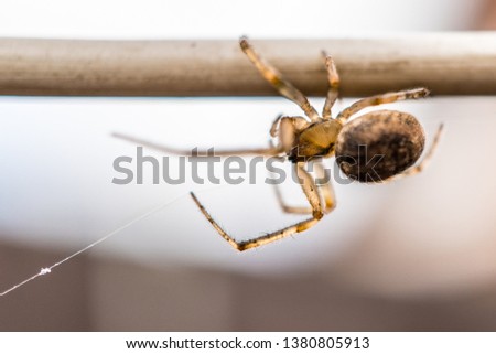 Close up of a spider on a wire