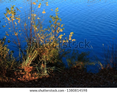 Tall Plants and Pond - Spring plants and grass grow at the waters edge of a blue lake.
