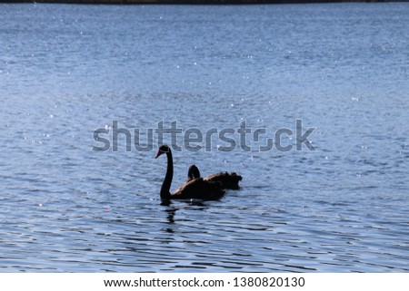 Two black Australian swan birds swimming on peaceful blue water lake.