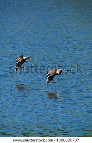 Mallard pair landing on lake