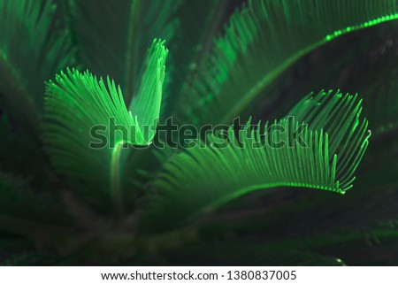 Surrealistic abstract green glow Mallorca endemic fan palm Mallorca endemic fan palm Chamaerops humilis lush leaves in sunshine.