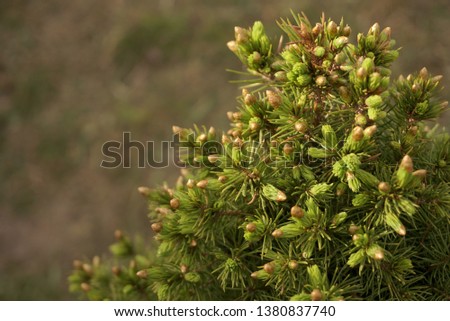 young buds of coniferous trees in the spring close up                               
