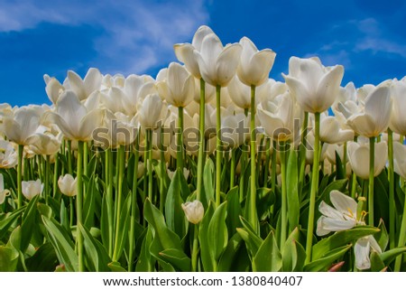 white tulips in a field in holland