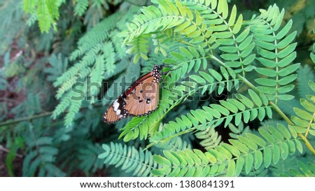 Butterfly sitting on Leucaena leucocephala tree.                            
