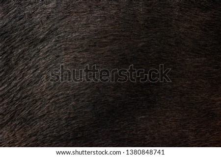 Brown black Horse fur Texture