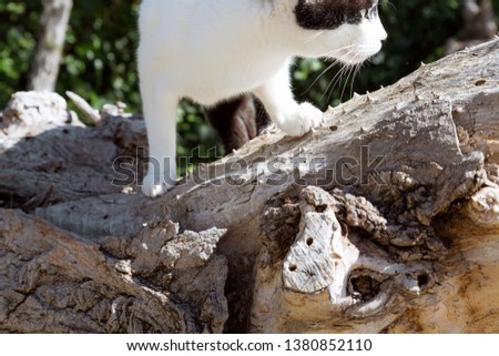 Cat stalks its prey in a garden of Madrid, Spain.