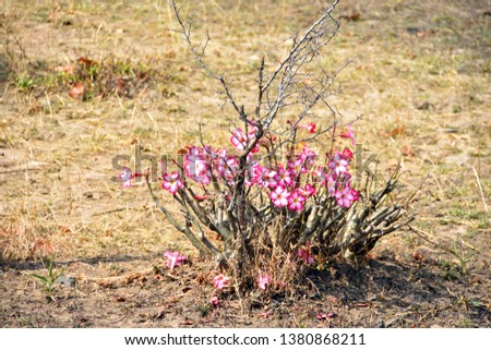 Picture of desert rose Adenium Obesum in Mikumi National Park, Tanzania, Africa.
