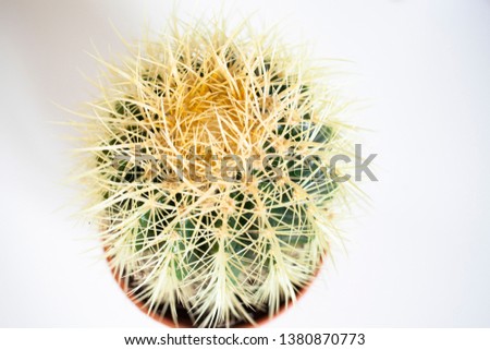 cactus top view on white background