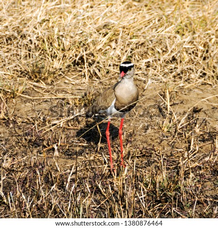 picture of a crowned plover(vanellus coronatus) in Mikumi National Park in Tanzania, Africa.