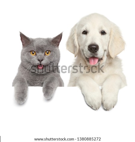 Cat and dog above banner, isolated on white background