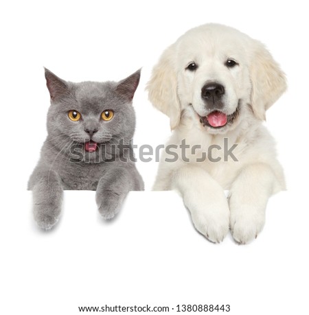 Cat and dog over white banner. Animal themes