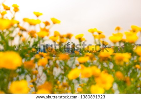 Yellow Daisies field in Venice, California.