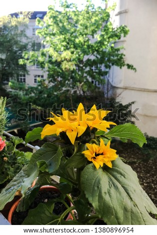 Balcony Sunflower - Urban Gardening