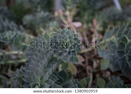 modern native botanicals - macro of beautiful fractal sempervivum succulent 