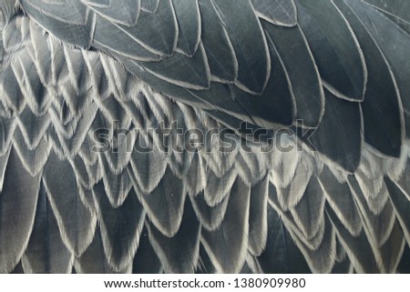 Closeup of plumage feather of grey shoebill (Balaeniceps rex). Portrait of rare bird with big beak. Habitat Uganda, Africa.