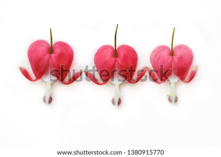 Three red bleeding heart blossoms isolated on white background