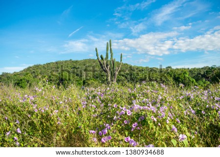 Flowers, cactus and mountain in the background - typical Sertao landscape, a semiarid region in the Caatinga biome (Oeiras, Brazil) Royalty-Free Stock Photo #1380934688