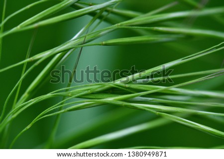 Beautiful abstract photo of green grass closeup. Spring background. Summer background.