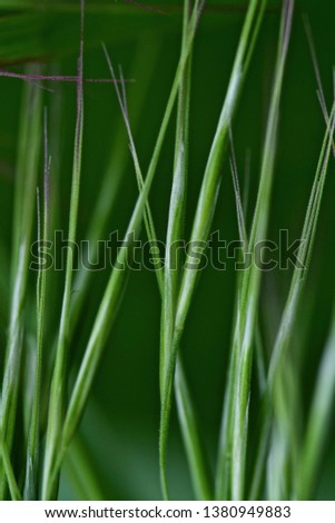 Beautiful abstract photo of green grass closeup. Spring background. Summer background.
