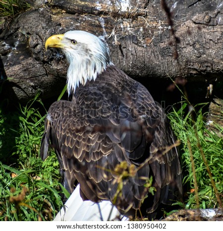 The Beautiful Mascot of America, The Bald Eagle!!!