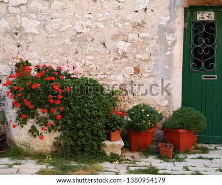 Cascading red geraniums in planters against an old stone facade with "Attenti al Cane" (beware of dog) sign on green door in Rovinj, Croatia