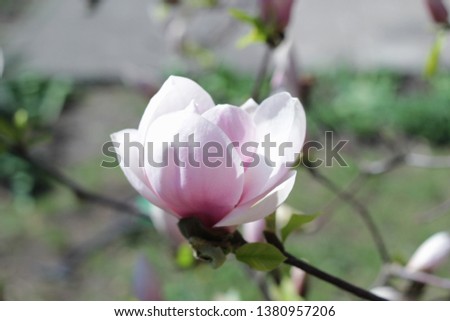 magnolia pink flowers  spring bloom