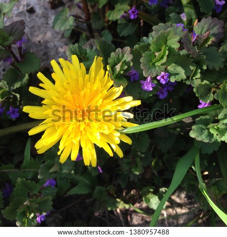 Macro Photo of a dandelion plant. Dandelion plant with a fluffy yellow bud. Yellow dandelion flower growing in the ground. Dandelion with plant Lamium purpureum