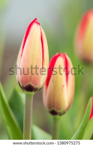 red  tulip flower buds in the garden with blurry green background