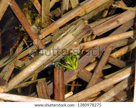 The pool frog (Pelophylax lessonae) sitting on reed floating on the surface of the water. Poland, Europe