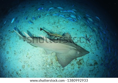 guitar shark in underwater maldive