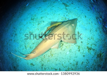 guitar shark in underwater maldive