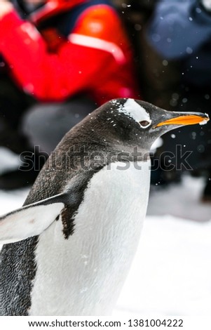 penguin bird walking on the snow in japan