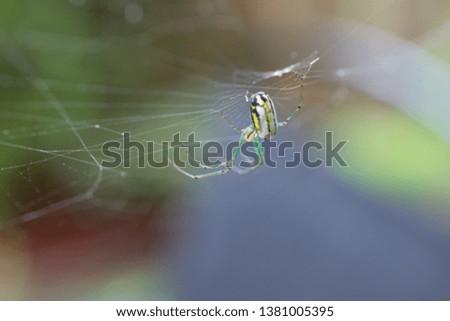 Colorful spider in its' web