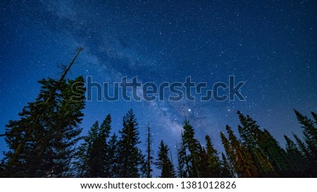 Nighttime walk through the Sequoia Trees, with the Milky Way above