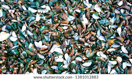 texture Mussel beach shell seafood 