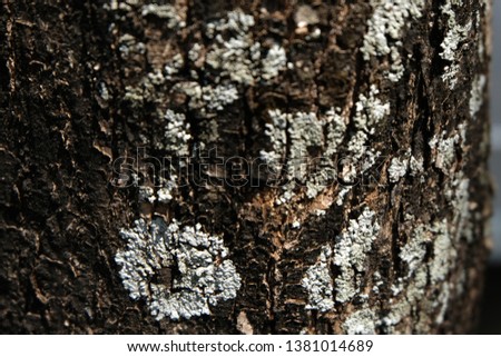 Lichens that grow on the surface of trees,Background