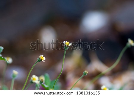 Flowers in a blurred background,
Natural light.