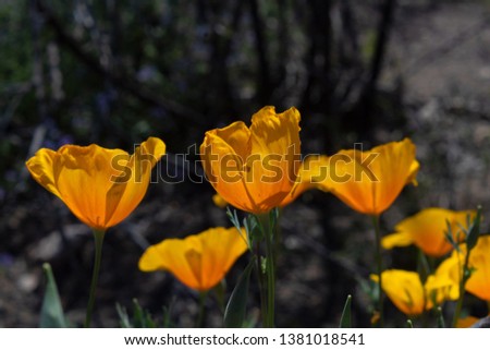 California poppies, Eschscholzia californica, colorful golden orange and yellow wildflowers back lit by the Sonoran Desert sun in Saguaro National Park. Pima County, Tucson, Arizona. Spring of 2019.