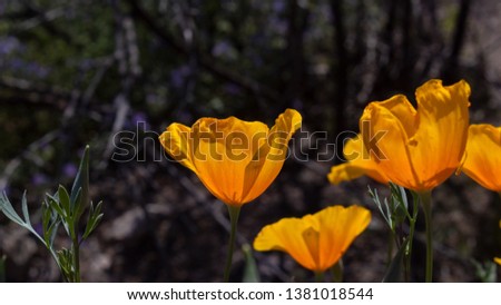 California poppies, Eschscholzia californica, colorful golden orange and yellow wildflowers back lit by the Sonoran Desert sun in Saguaro National Park. Pima County, Tucson, Arizona. Spring of 2019.