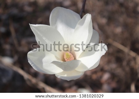 the magnolia flowers in spring white color Royalty-Free Stock Photo #1381020329