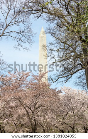 Cherry blossom trees bloom bright pink on a sunny April day in Washington DC surrounding the Washington Monument in spring