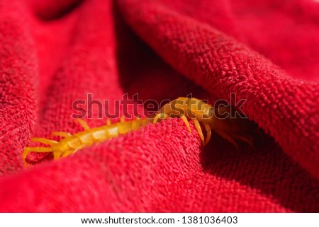 Scolopendra on a pink towel. Insects in southern Kazakhstan. Poison centipedes dangerous to humans.