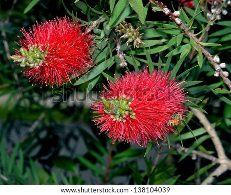 honey bee red bottlebrush Callistemon flower nectar fly flying