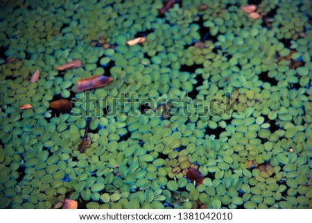 Plants above the water surface