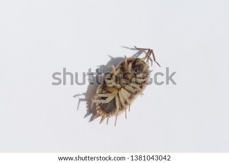 Woodlouse on a white background. Insect living in damp and wet areas. Garden insects.