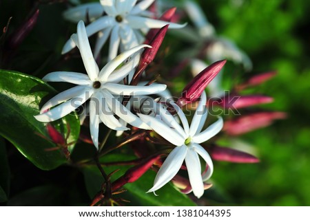 Blooming white flower Indian jasmine closeup