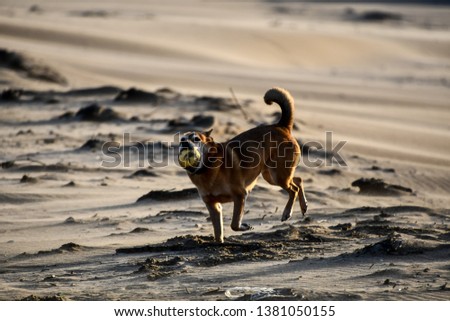 dog in sand, beautiful photo digital picture
