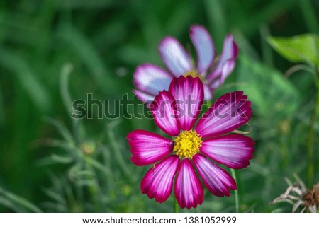 Sulfur Cosmos or Pink Cosmos in the garden.Selective focus cosmos flower in green background.